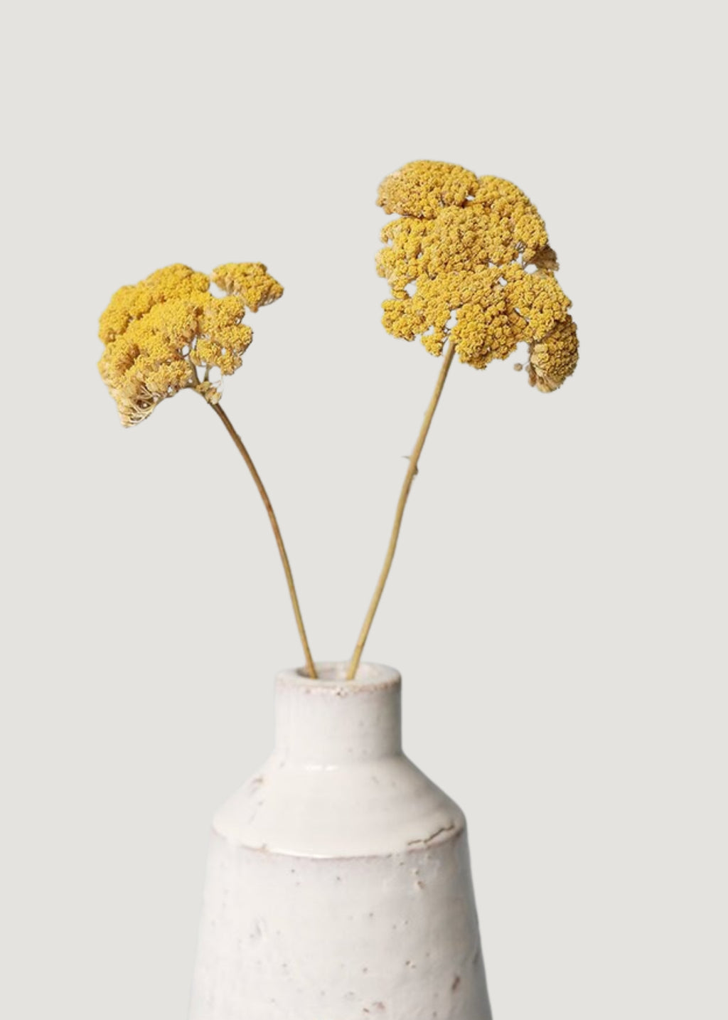 Bundle of 10 Yellow Yarrow Dried Flowers - 18-28"