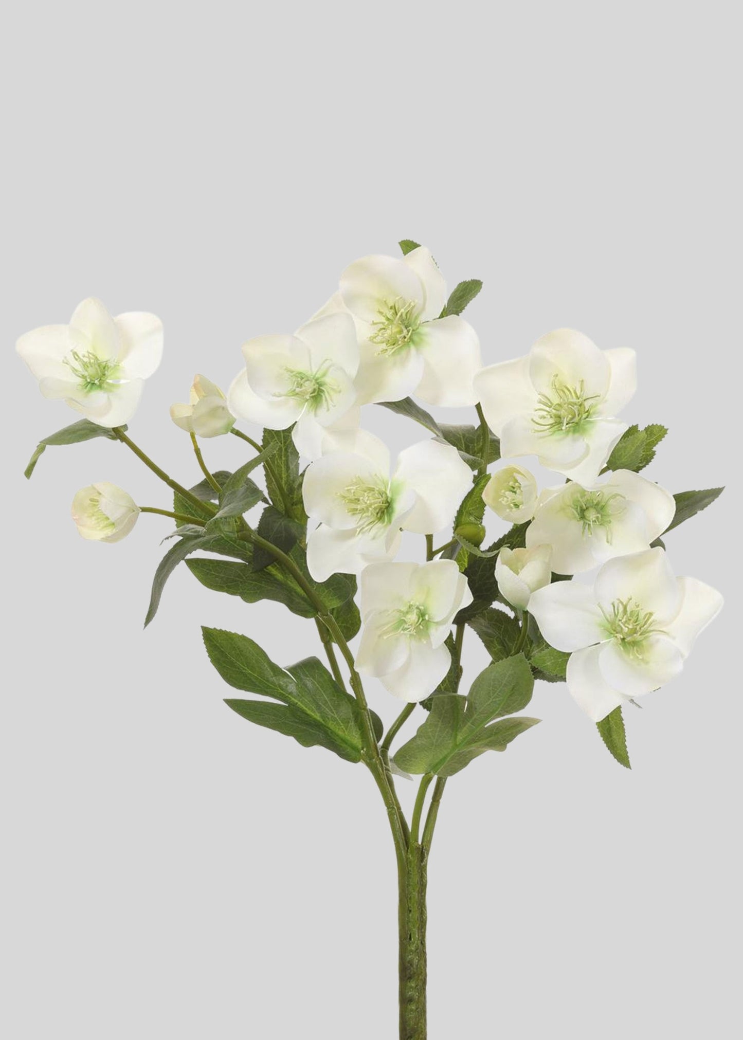 Cream Green Fake Helleborus Flower Bush - 14"
