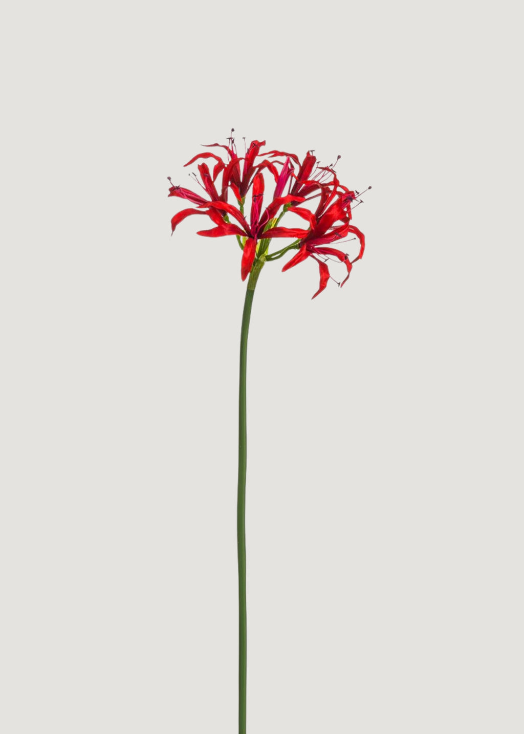 Red Nerine Spider Lily Artificial Flower - 29"