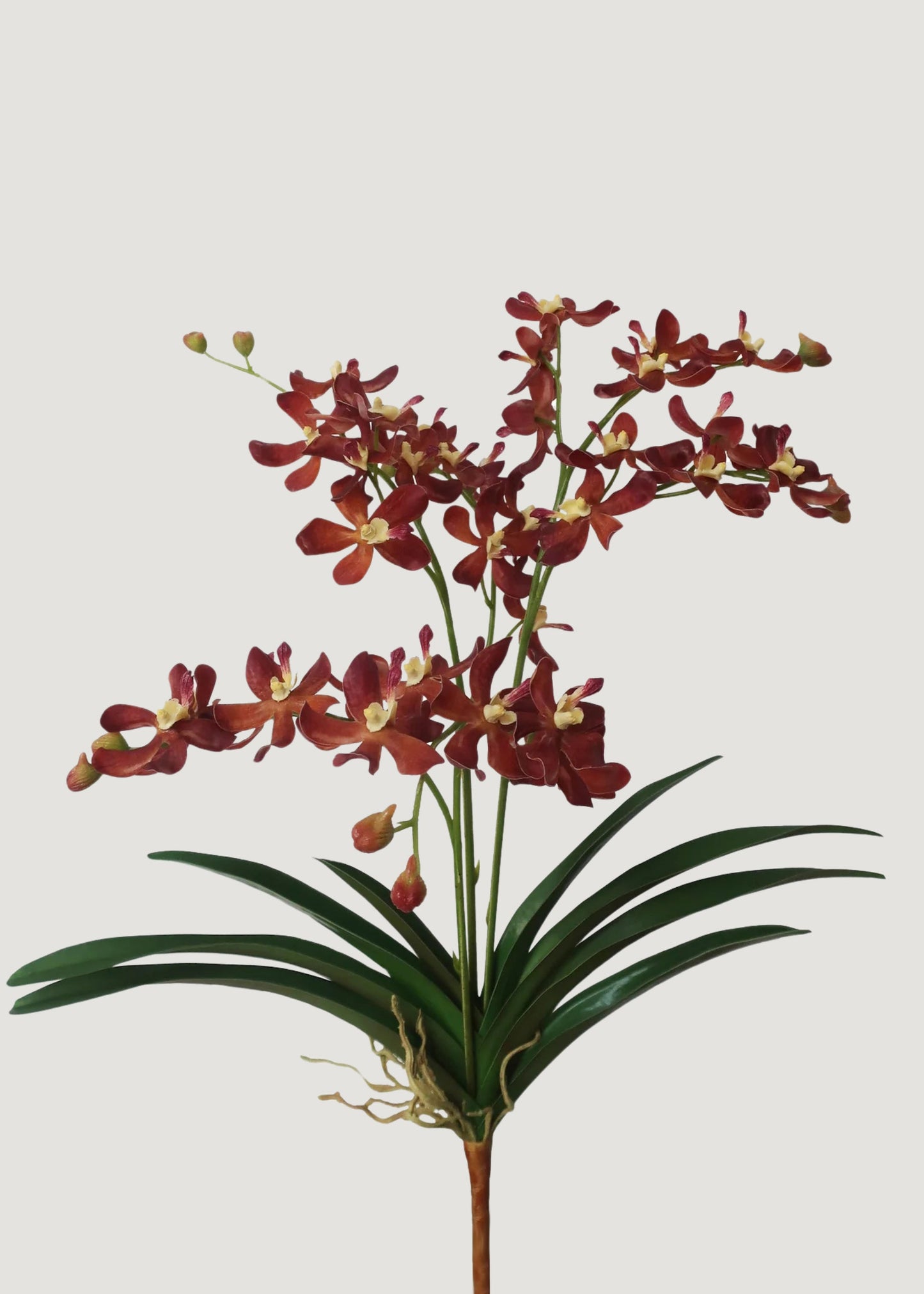 Mocha Brown Faux Blooming Vanda Orchid Plant - 25"
