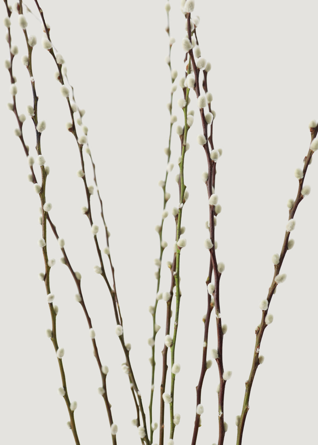 FRESH Pussy Willow Branches - 36-48"