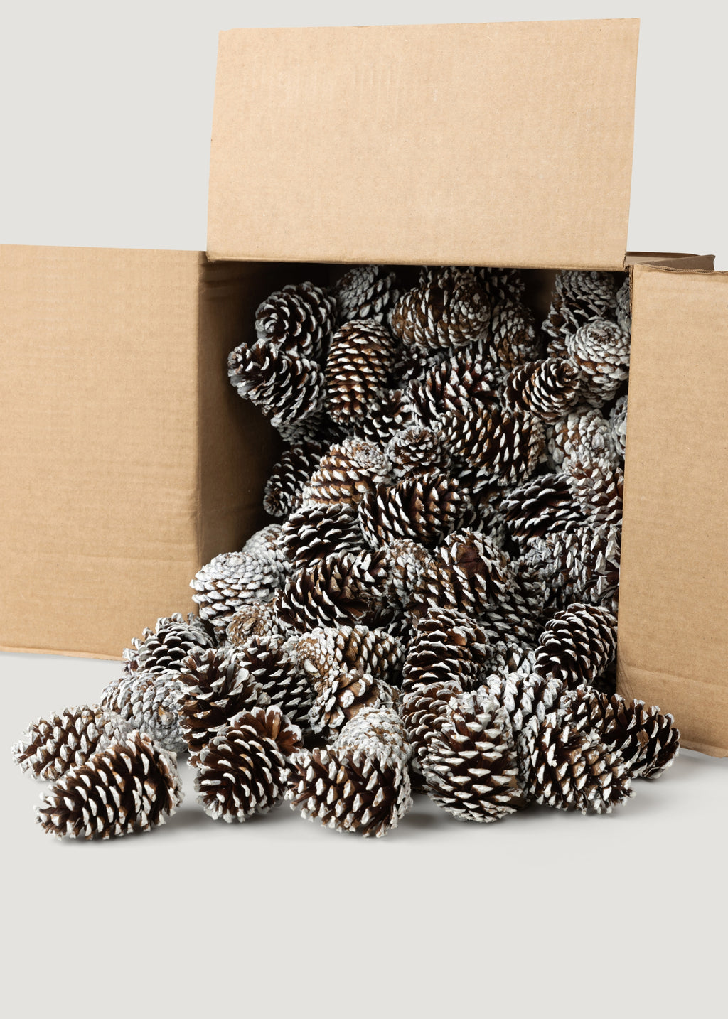 White Tipped Pine Cone Natural Pine Cones Box of 100 - 3-4"