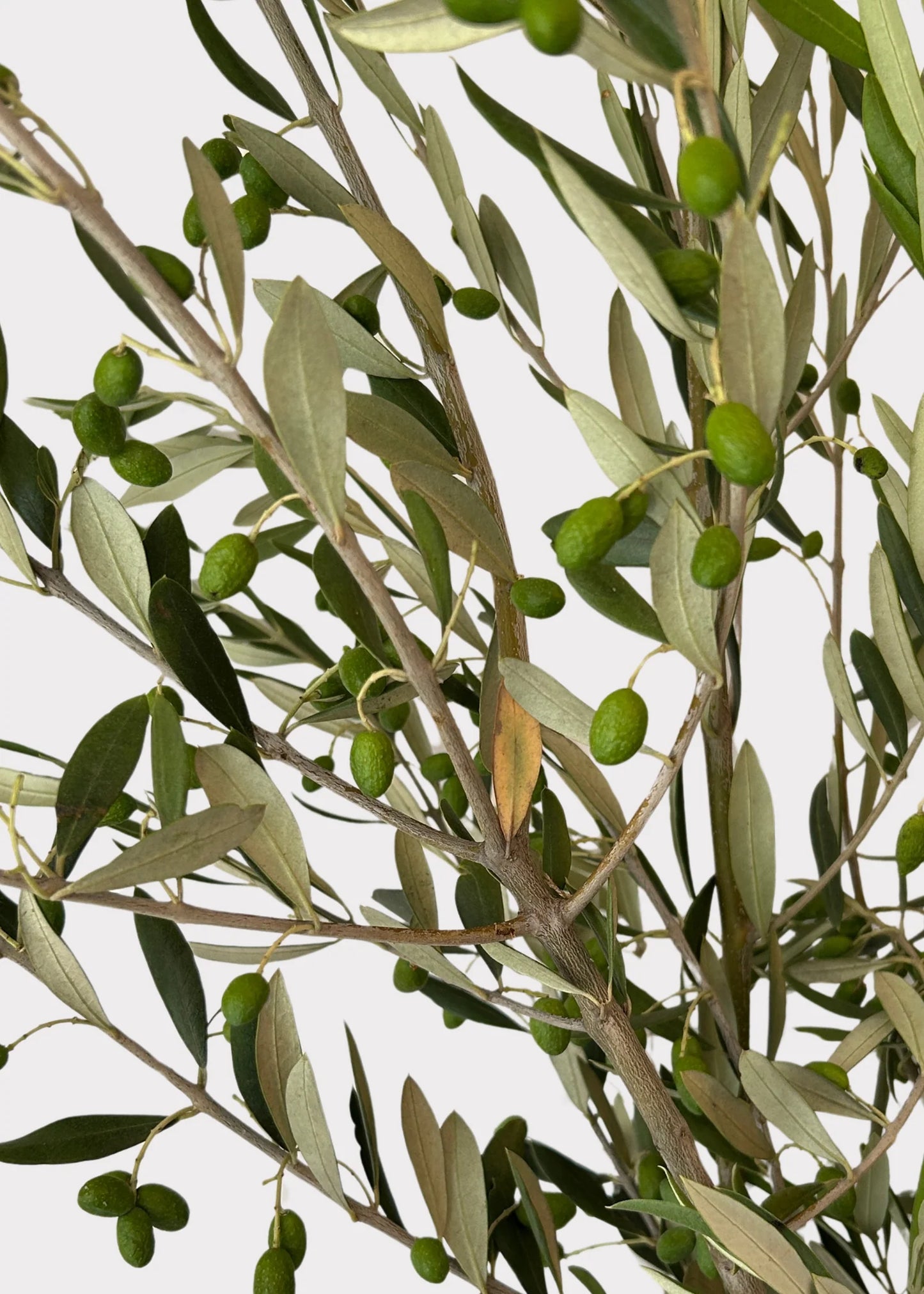 FRESH Large Olive Leaf Branches - 48-60"