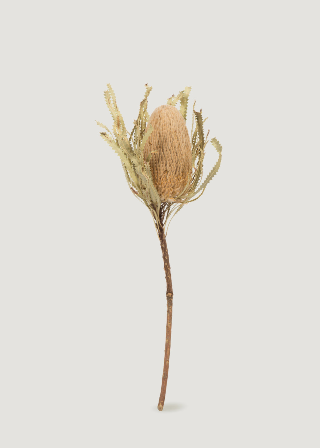 Natural Dried Banksia Hookeriana Flower Bundle of 3 - 12-18"