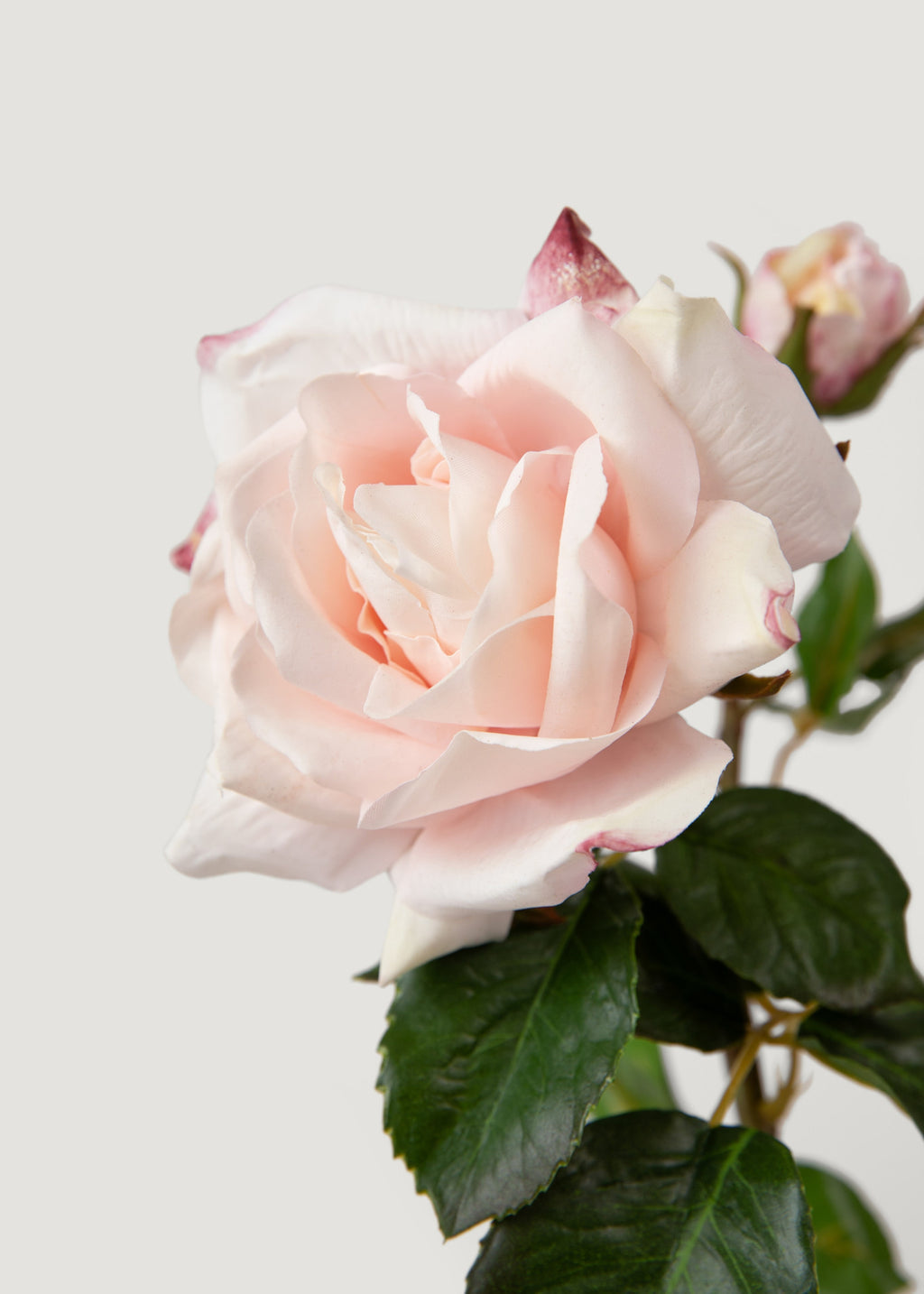 Soft Pink Real Touch Fake Juliet English Rose - 22"