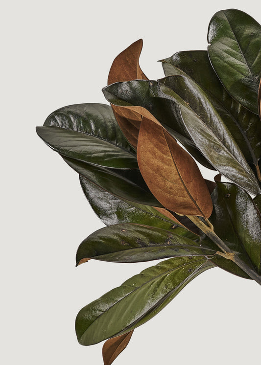 Bundle of 3 Green Preserved Magnolia Leaf Stems