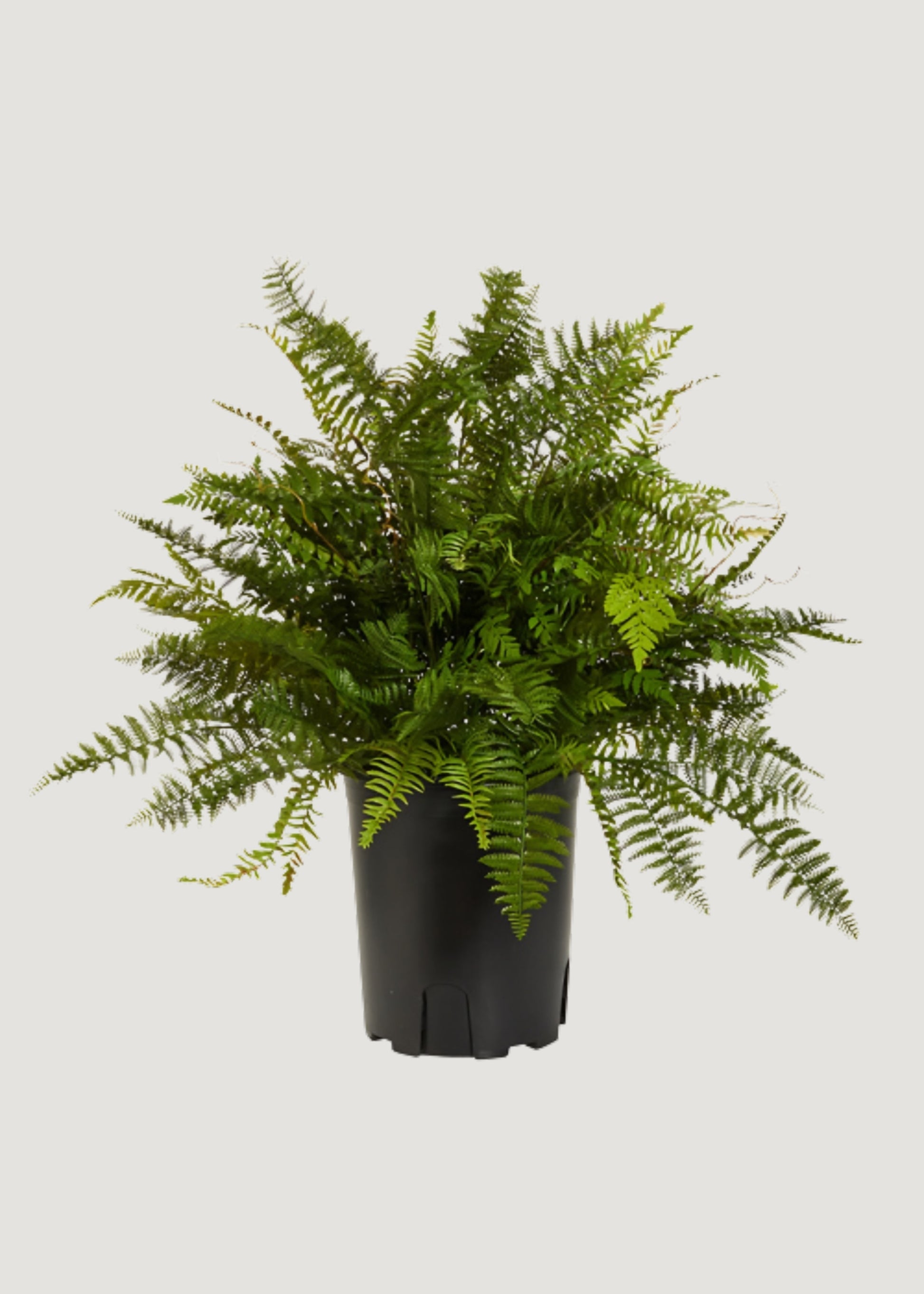 Fake Potted Fern Plant in Pot - 36"