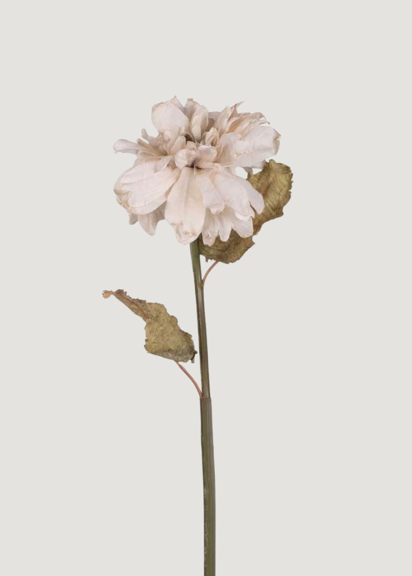 Abigail Ahern Artificial Dahlia Flower in Beige Blush - 26"