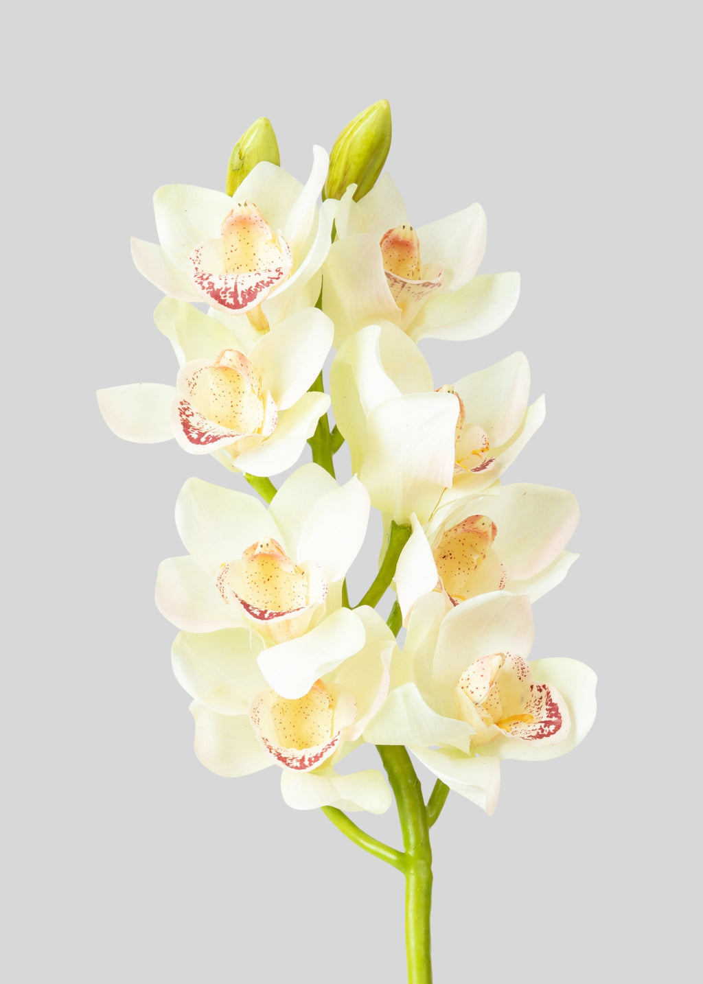 Cream and Burgundy Artificial Cymbidium Orchids - 28.5"