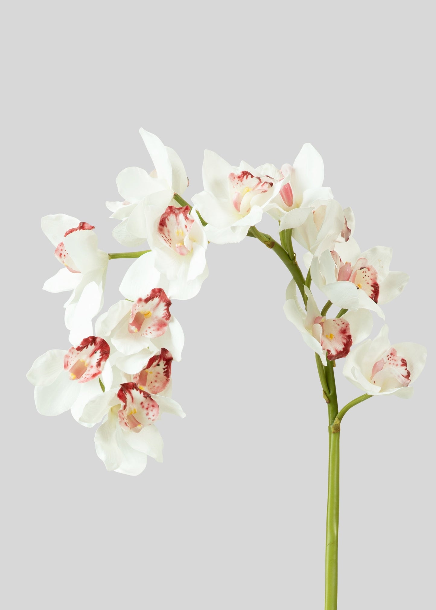 Large Natural Touch Cymbidium Orchid in White - 45"