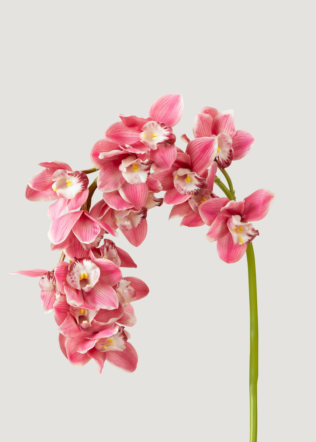 Pink Large Natural Touch Cymbidium Orchid - 45"