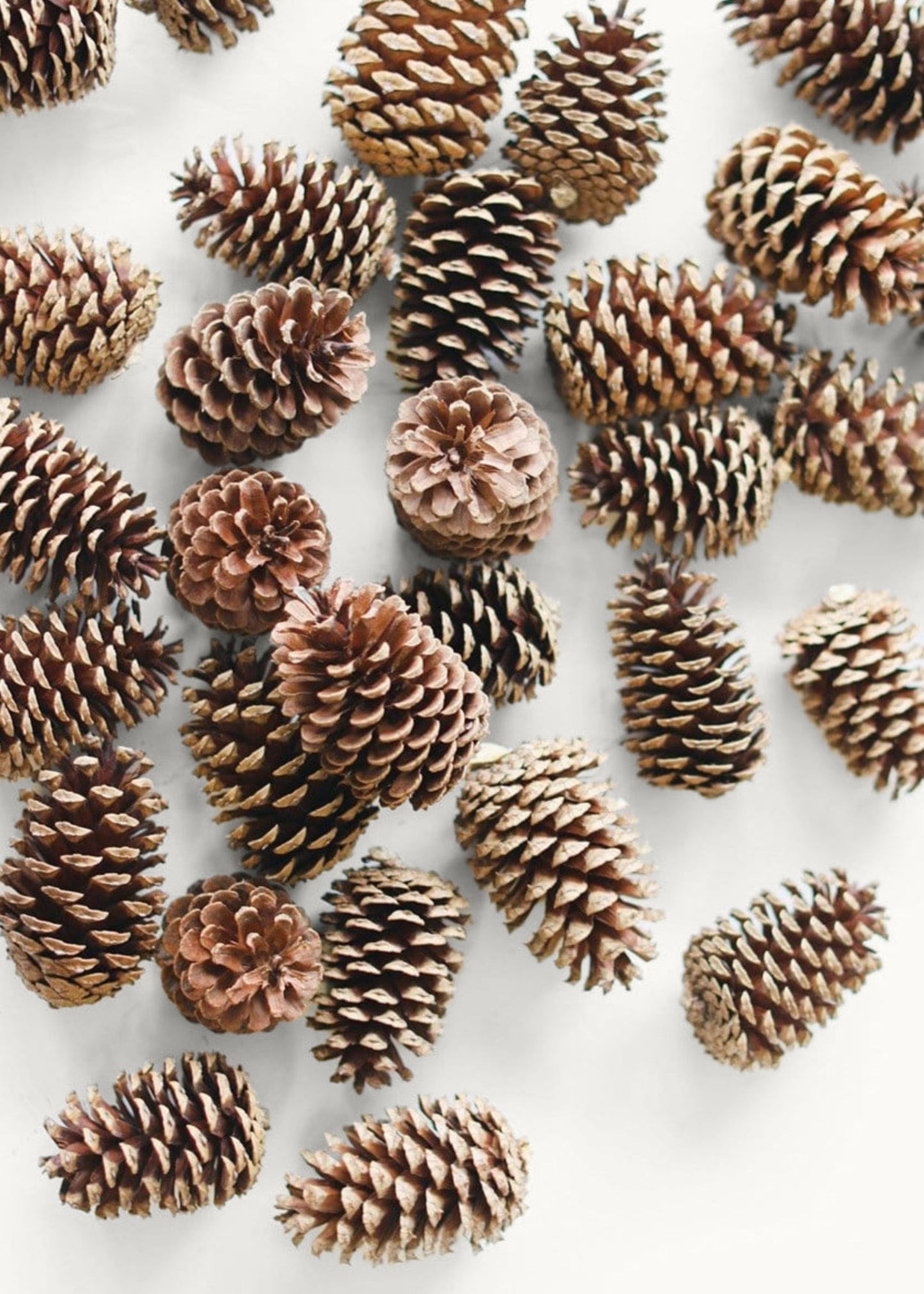 Box of 100 Natural Pine Cones - 2-6"