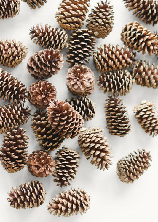 Box of 100 Natural Pine Cones - 2-6"