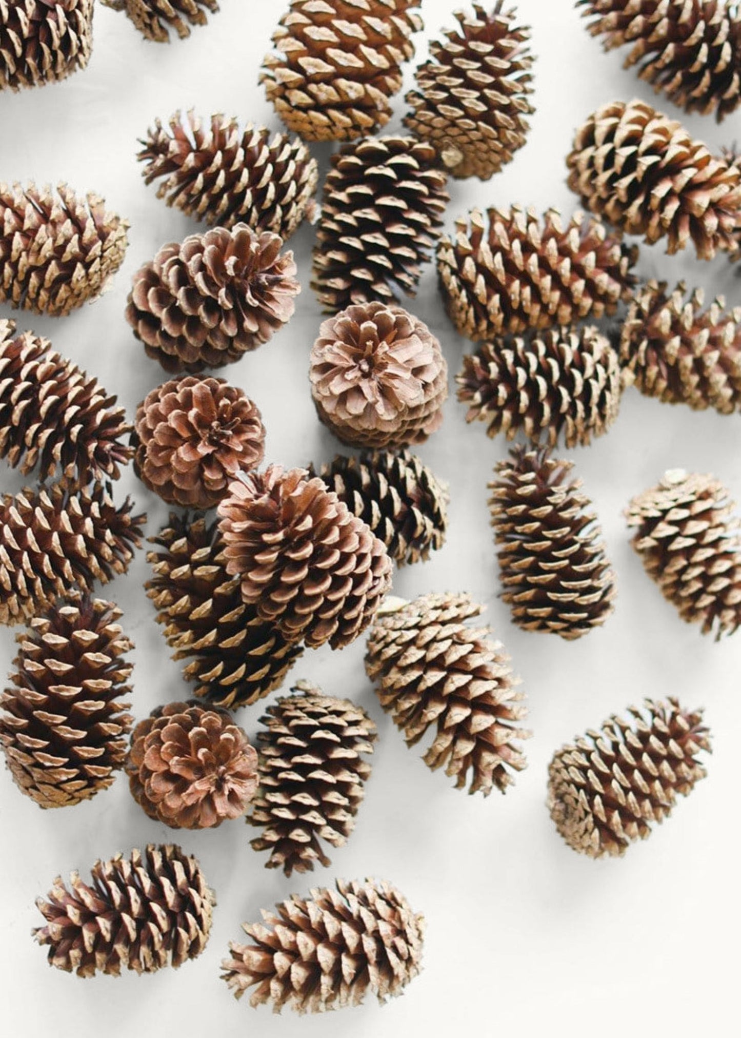 Box of 100 Natural Pine Cones - 2-6"