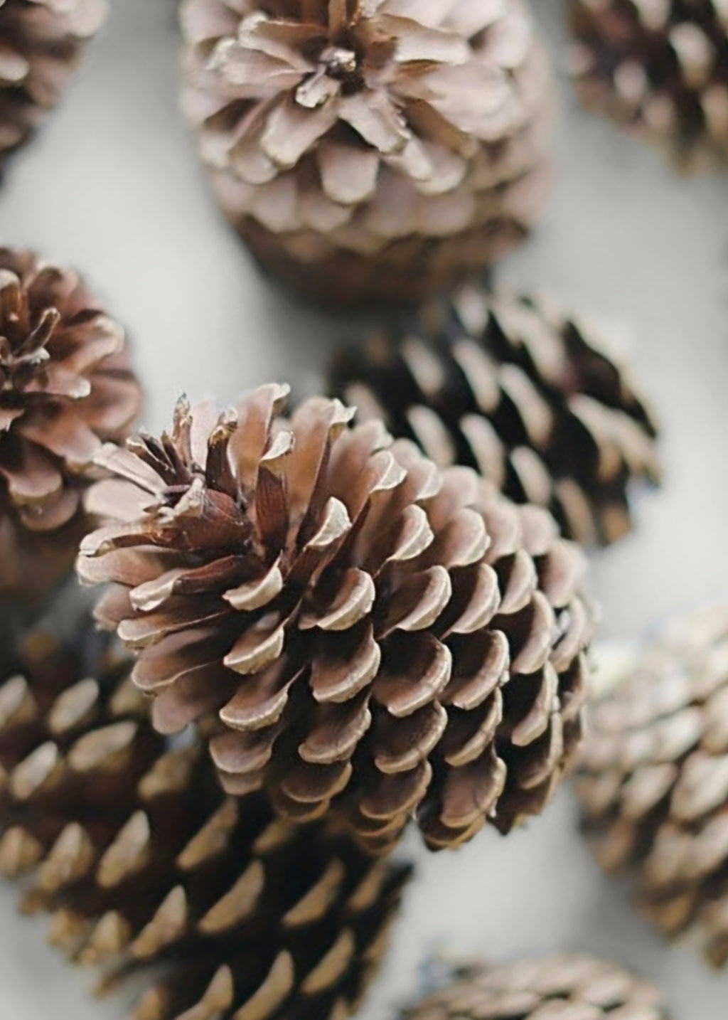 Box of 100 Natural Pine Cones - 2-6"