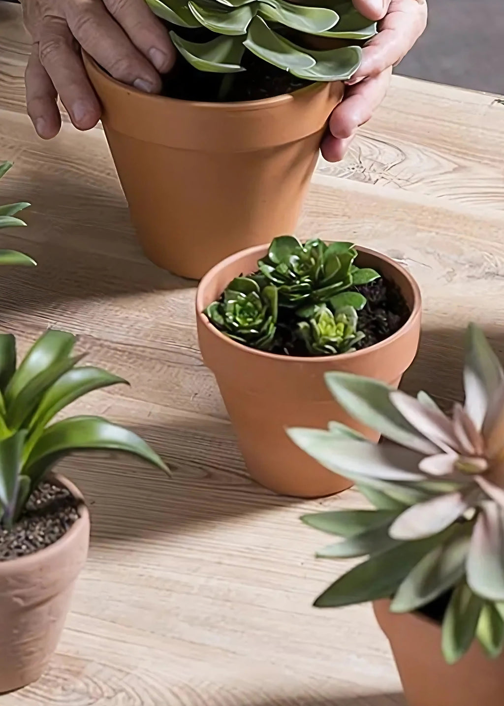 Pack of 3 Fake Echeveria Mini Succulents - 2-3.5" Wide