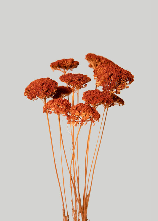 Bundle of 10 Dried Yarrow Flowers in Persimmon Orange - 18-28"
