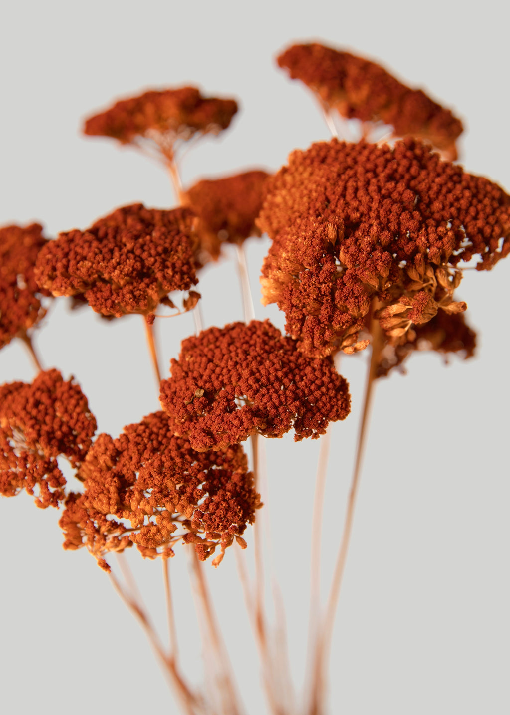 Bundle of 10 Dried Yarrow Flowers in Persimmon Orange - 18-28"