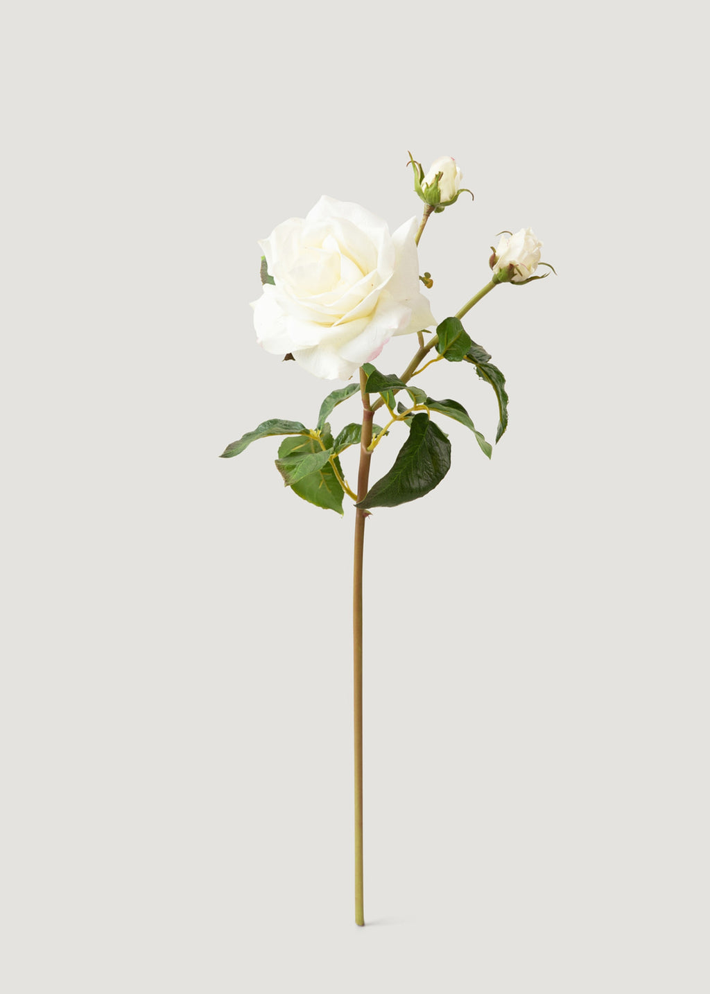 SAVE - Cream White Real Touch Juliet English Rose - 22"