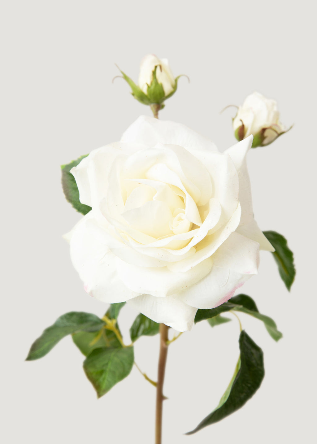 SAVE - Cream White Real Touch Juliet English Rose - 22"