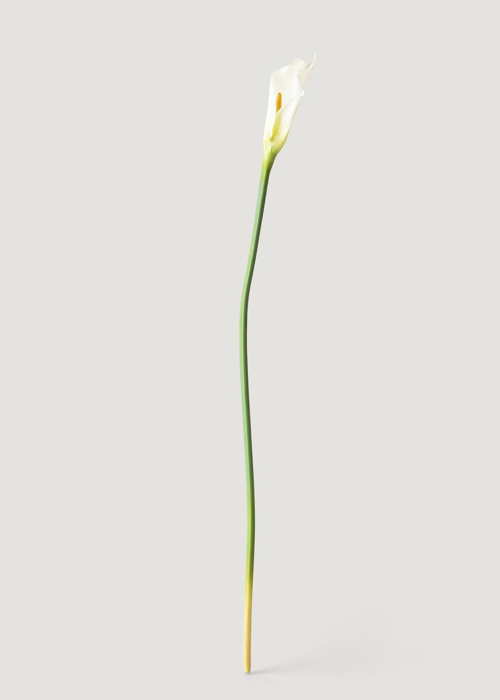 Case of 12 Artificial Calla Lily Stems in Cream 37"