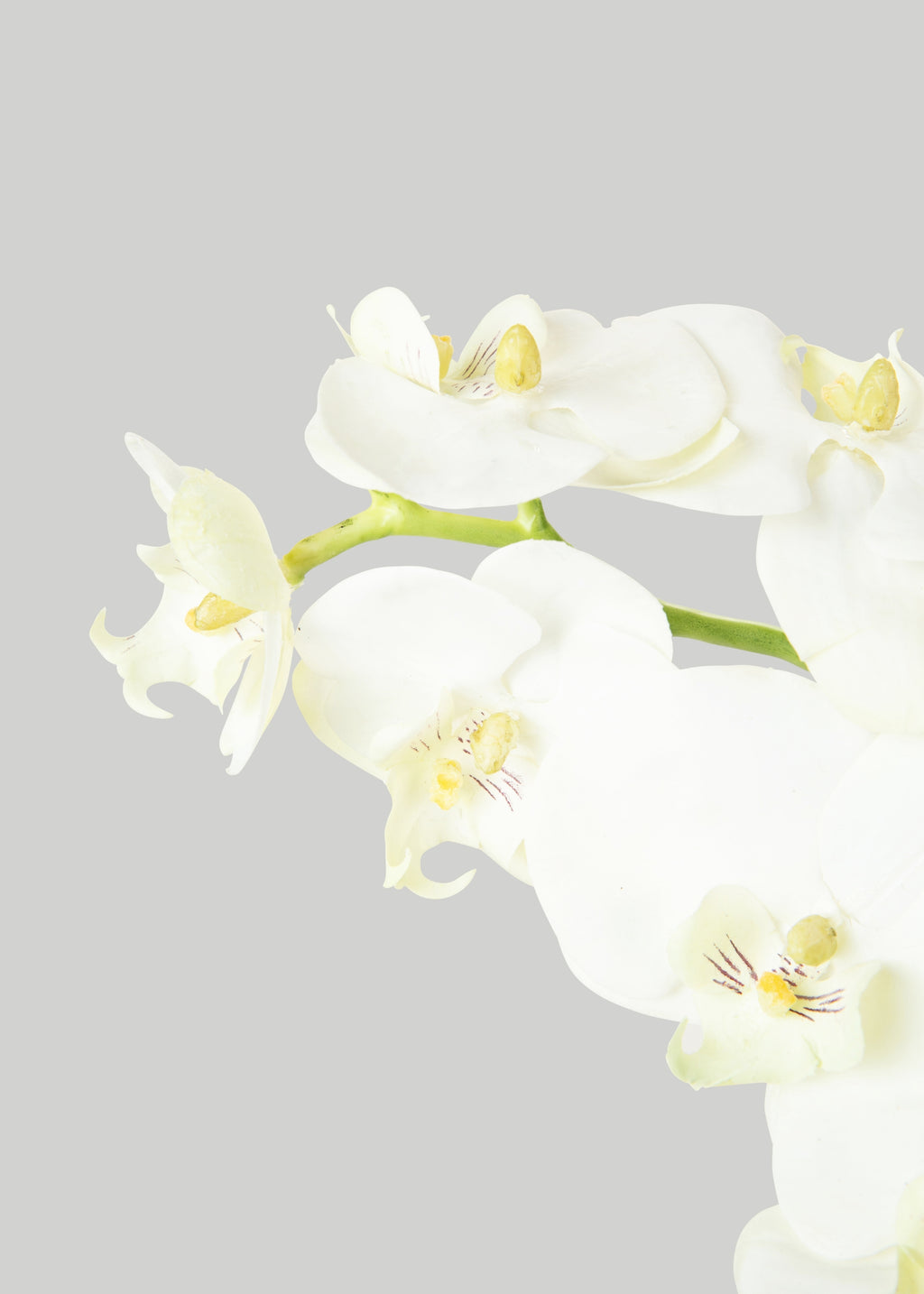 White Cream Artificial Phalaenopsis Orchids - 39"
