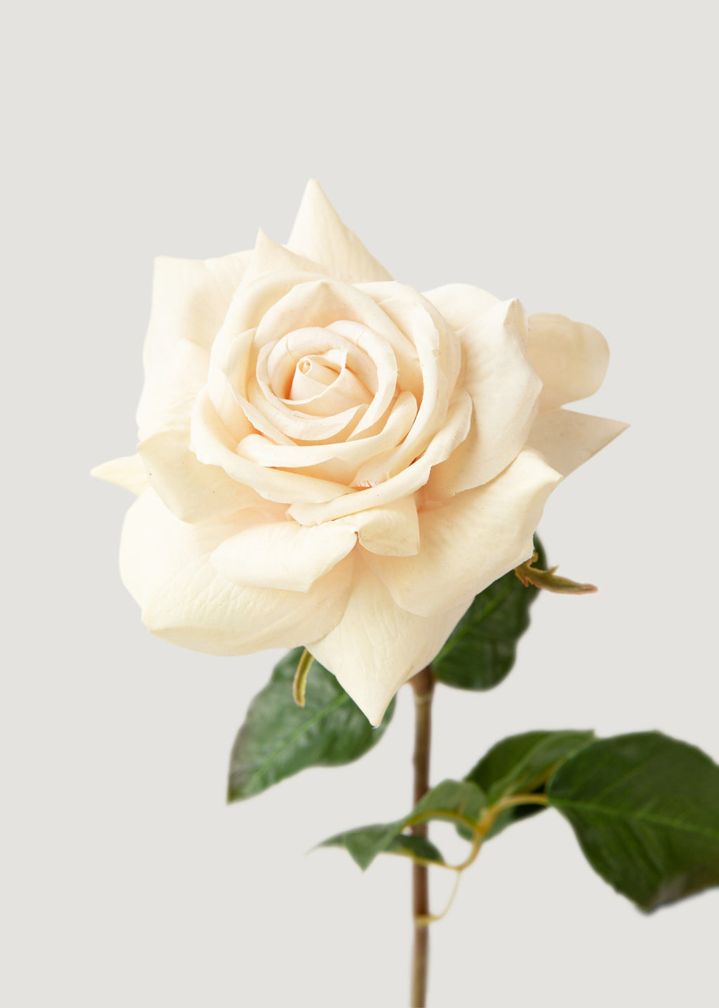 Beige Real Touch Duchess Rose Fake Flower - 20"