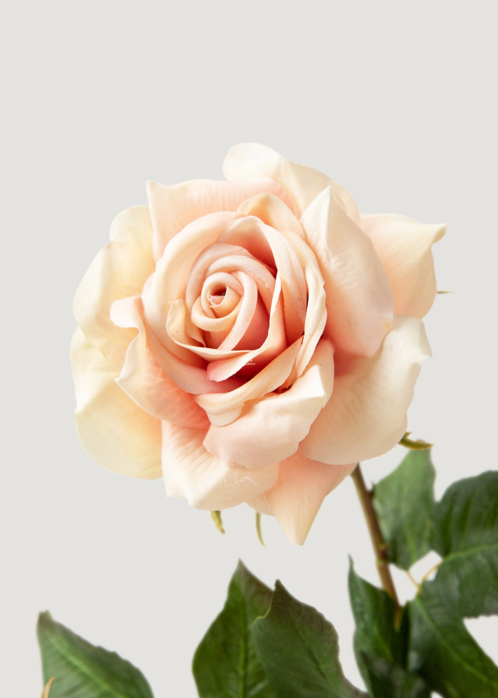Real Touch Artificial Duchess Rose in Peach Dust- 20"