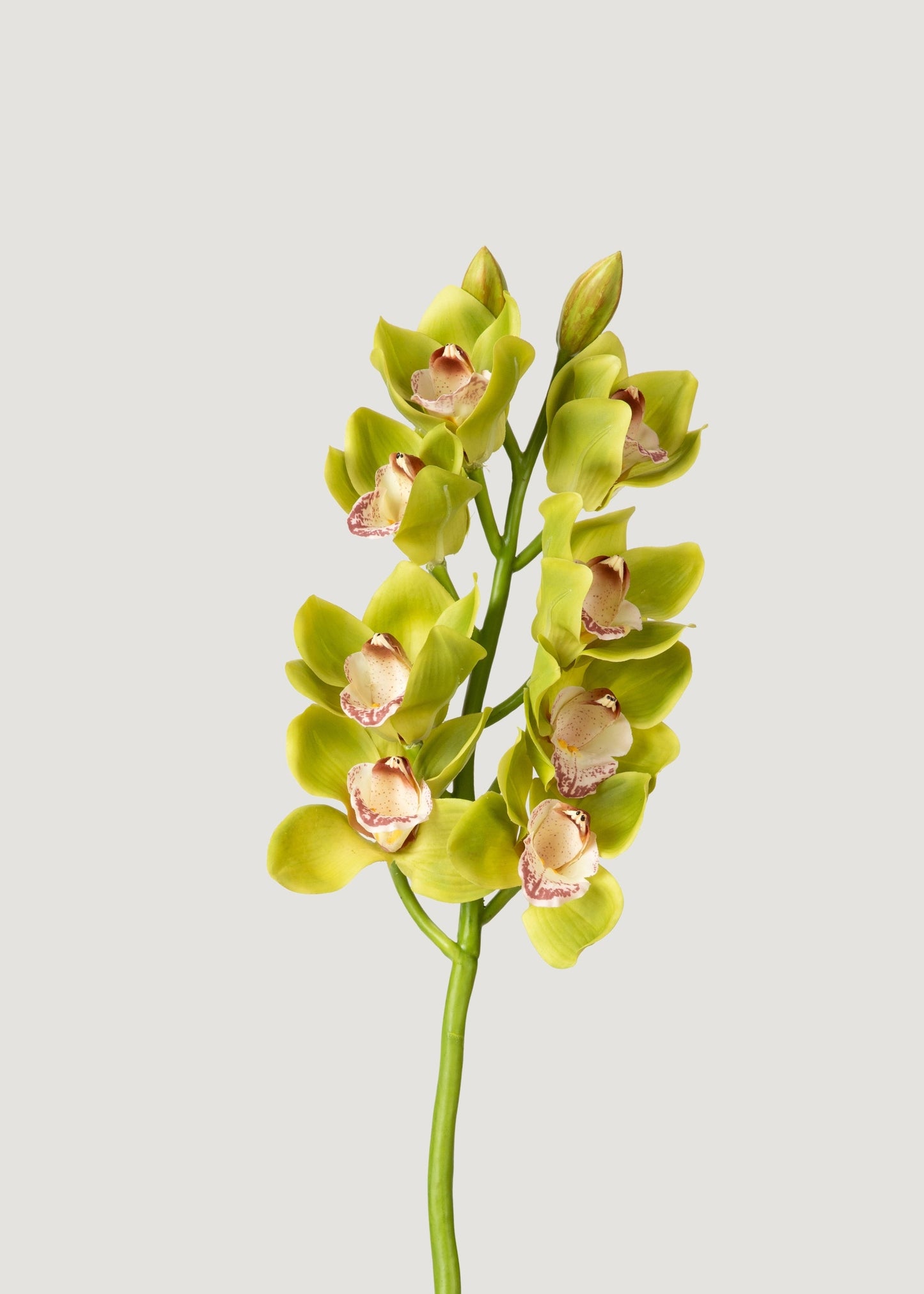 Green Burgundy Faux Cymbidium Orchids - 28.5"