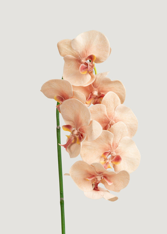 Fake Blooming Phalaenopsis Orchids in Peach Pink - 40"