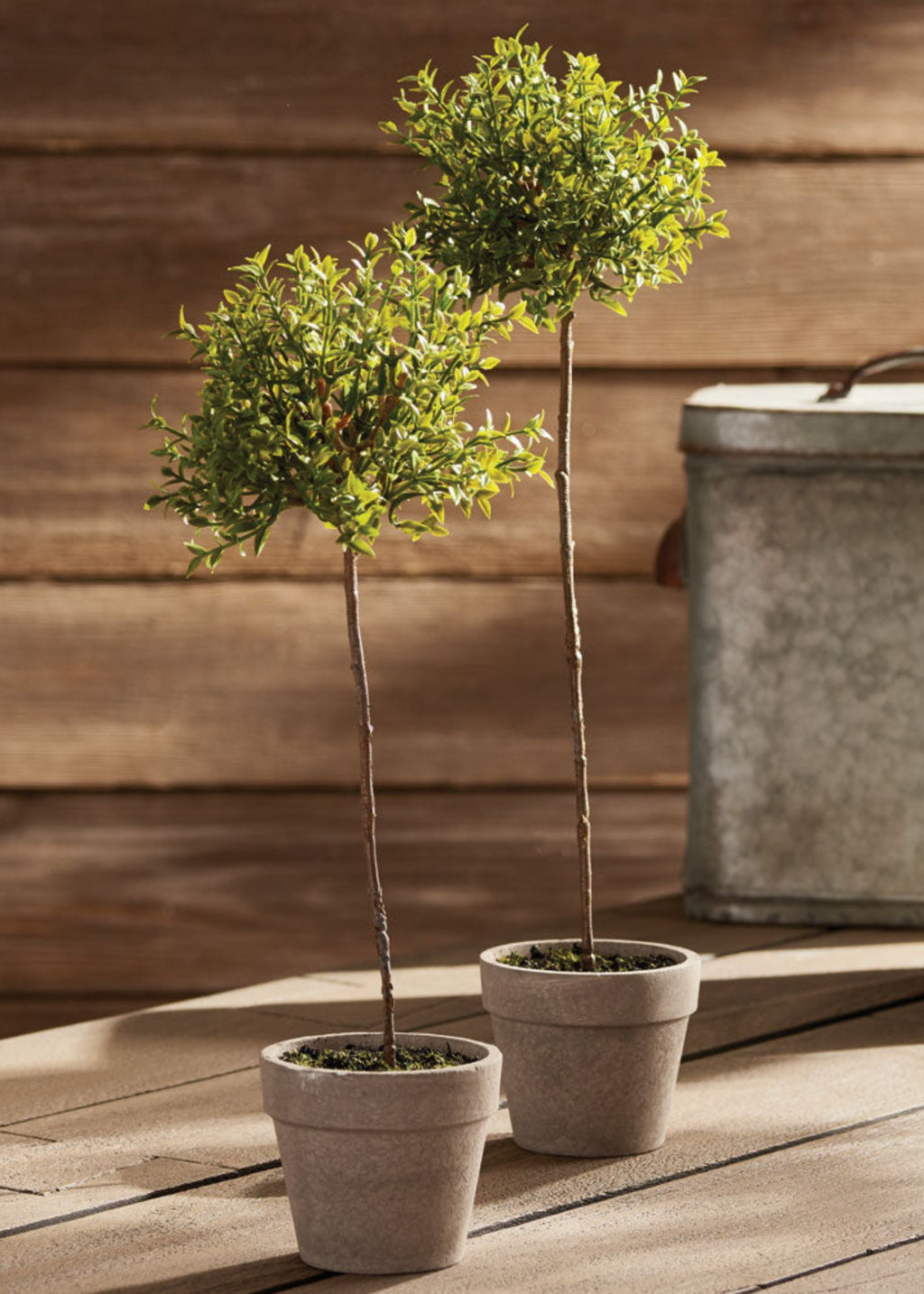 Fake Thyme Herb Topiary Potted Plant - 16"