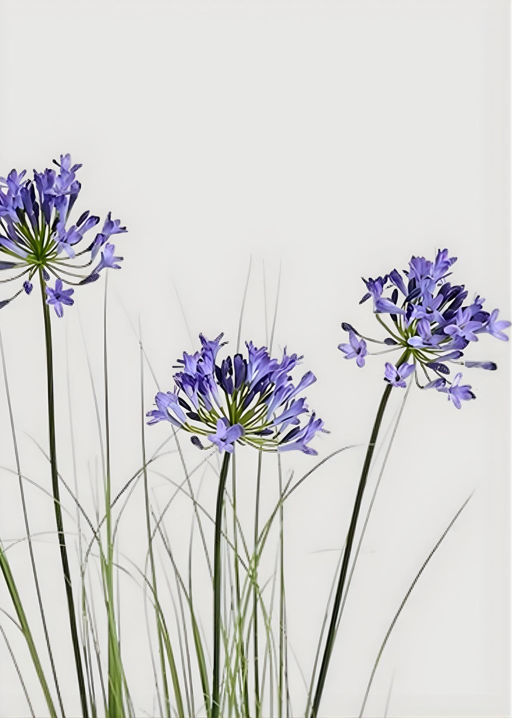 Blue Artificial Agapanthus Grass in Pot - 47"