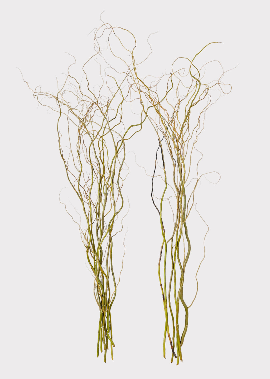 FRESH Curly Willow Branches - 48"