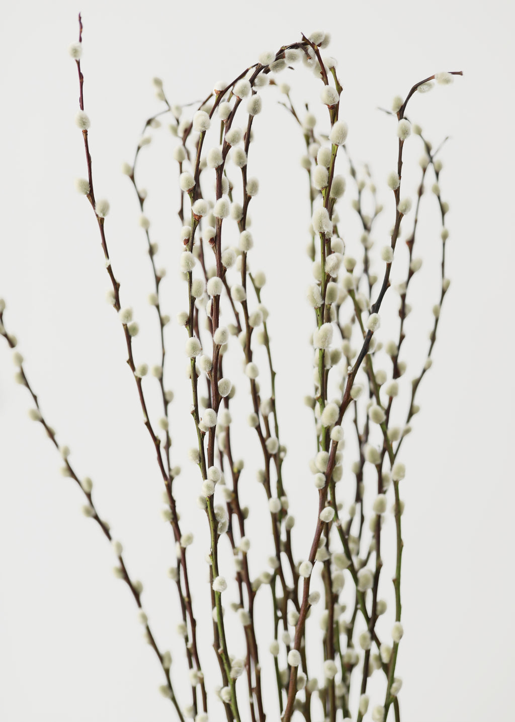 FRESH Pussy Willow Branches - 36-48"