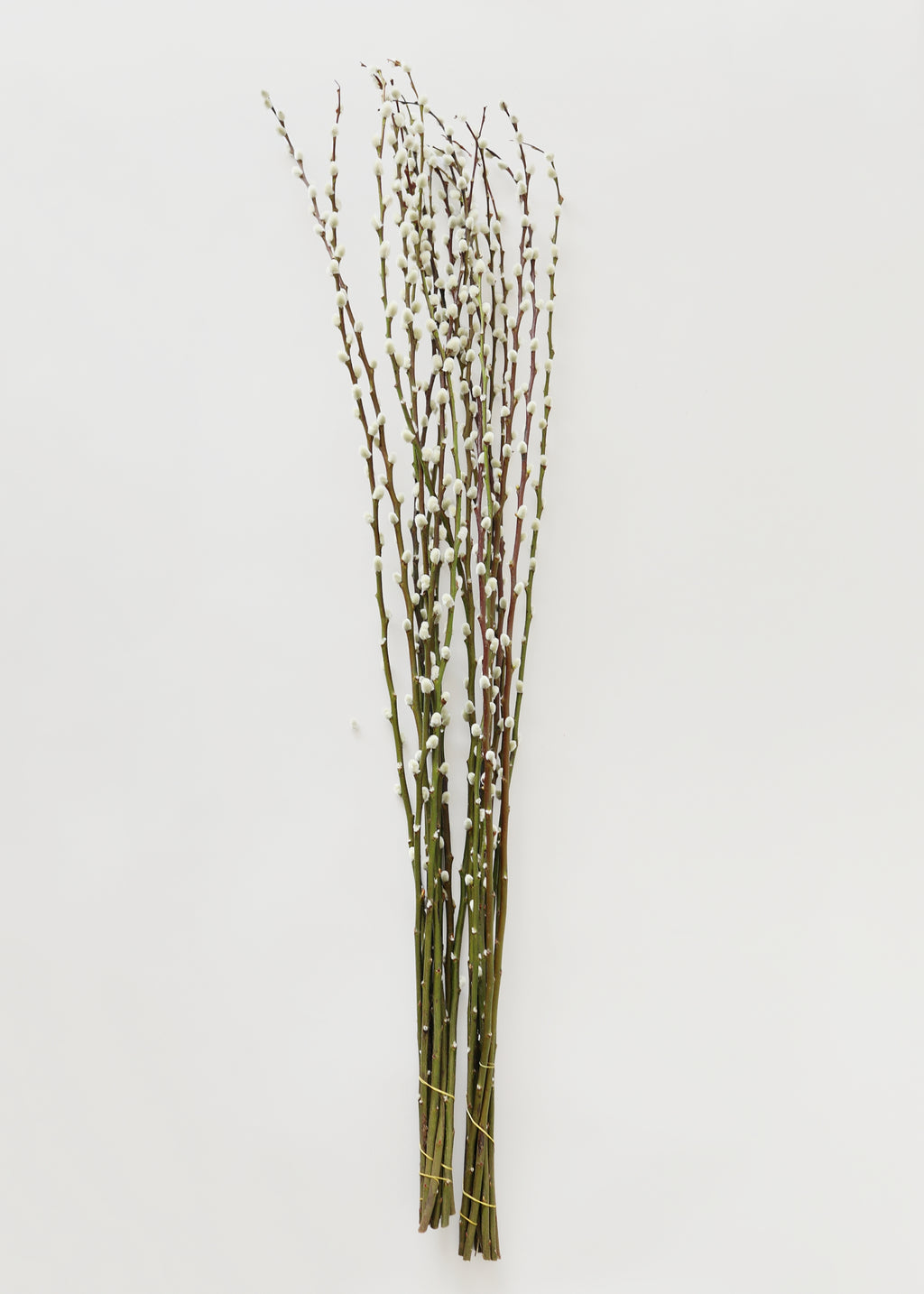 FRESH Pussy Willow Branches - 36-48"