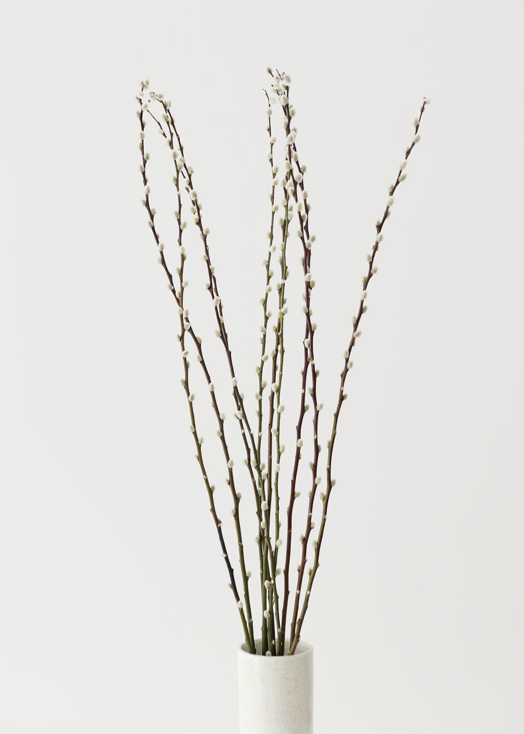 FRESH Pussy Willow Branches - 36-48"