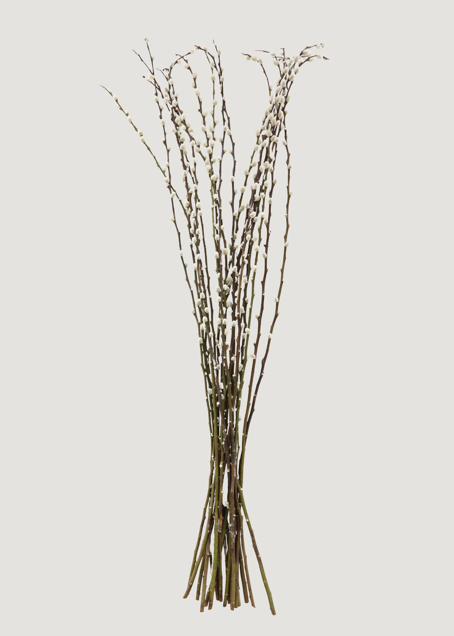FRESH Pussy Willow Branches - 36-48"