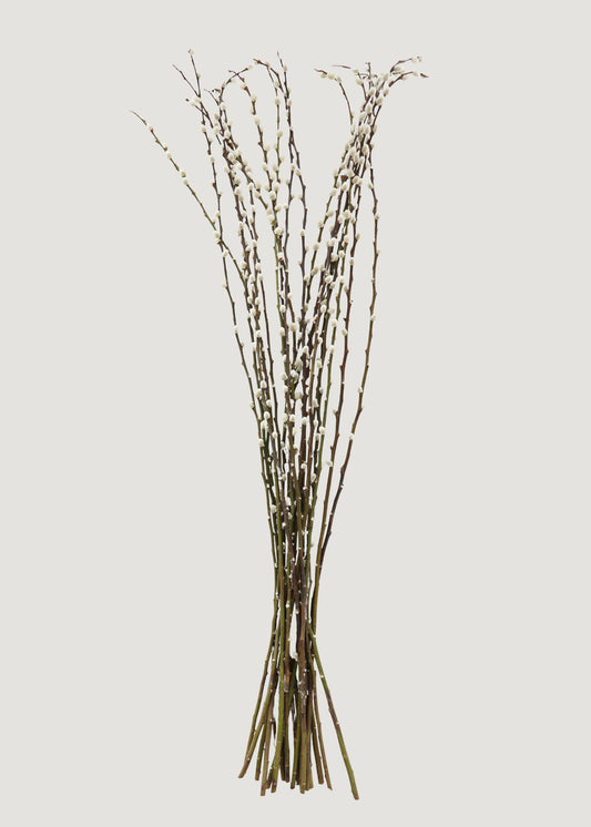 FRESH Pussy Willow Branches - 36-48"