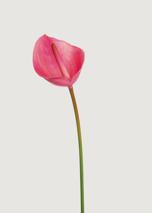 Real Touch Anthurium Tropical Fake Flower in Magenta Pink - 23.5"