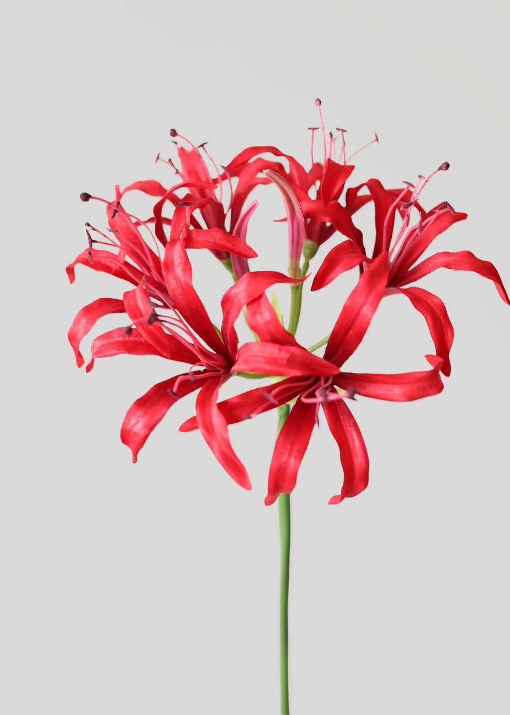 Red Nerine Spider Lily Artificial Flower - 29"