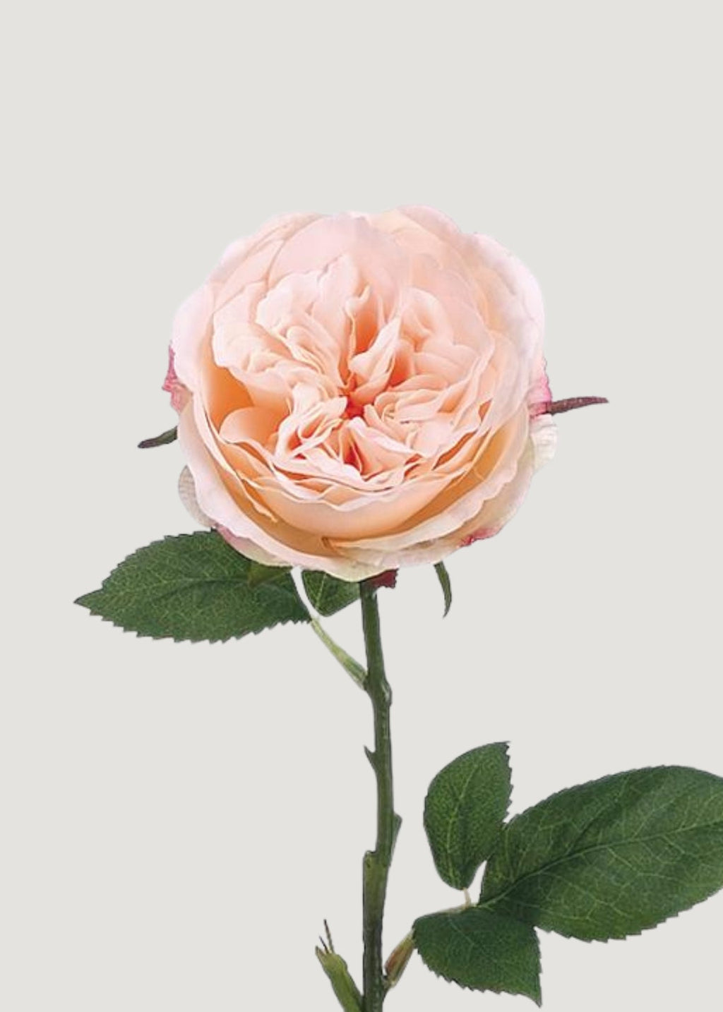 Fake English Cabbage Rose in Pink Apricot - 20.5"