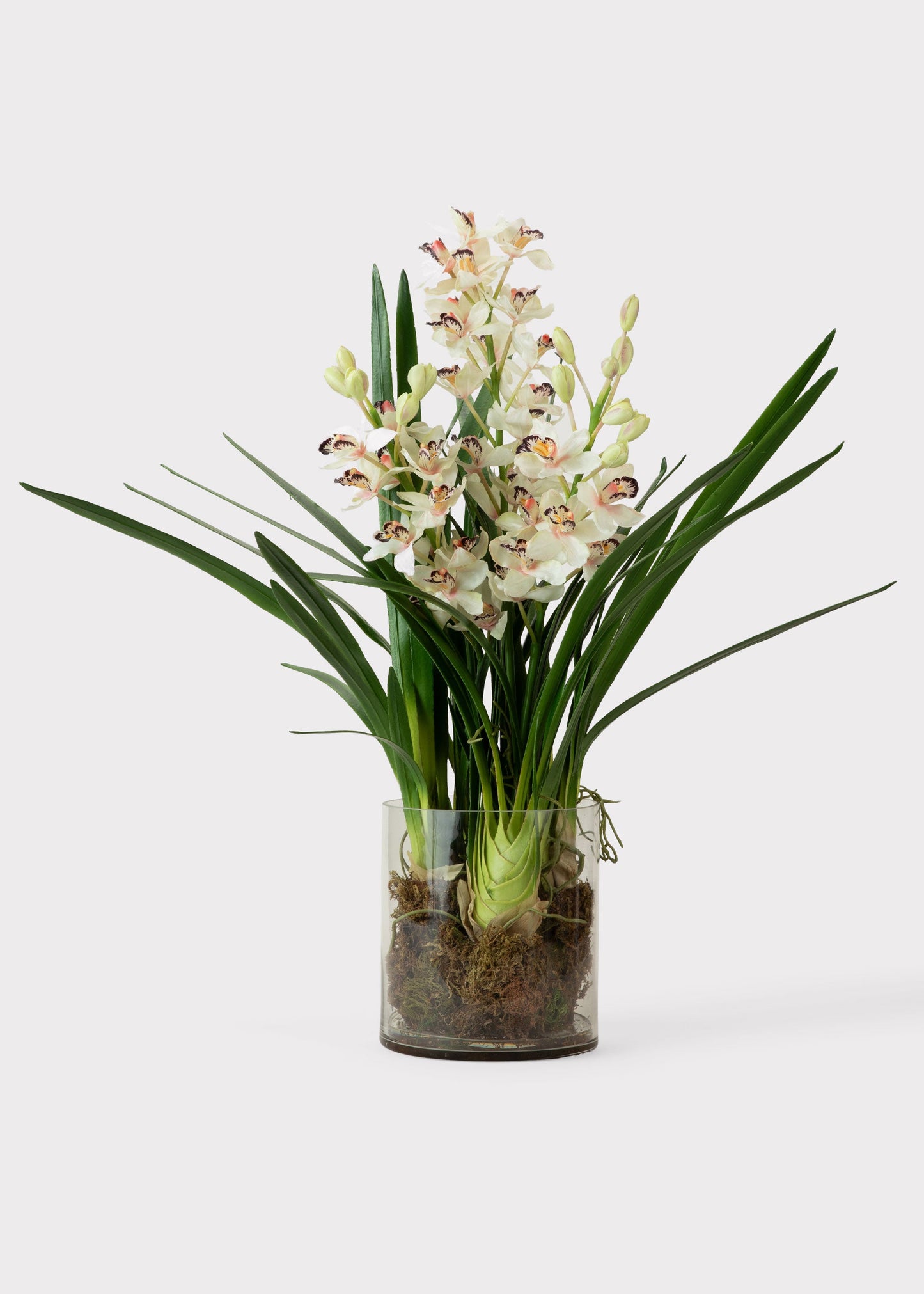 Cymbidium Orchid Potted Fake Plant in Glass Vase - 36"