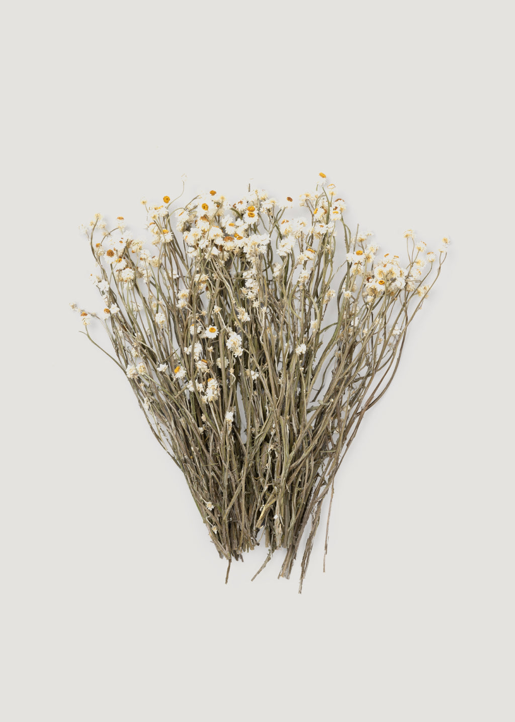 Natural White Dried Ammobium Flowers - 4 oz Bunch