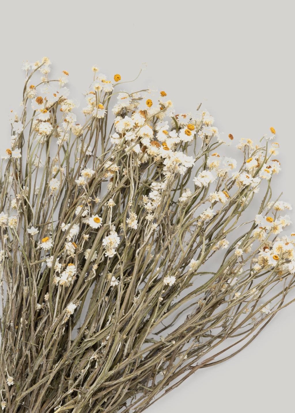 Natural White Dried Ammobium Flowers - 4 oz Bunch