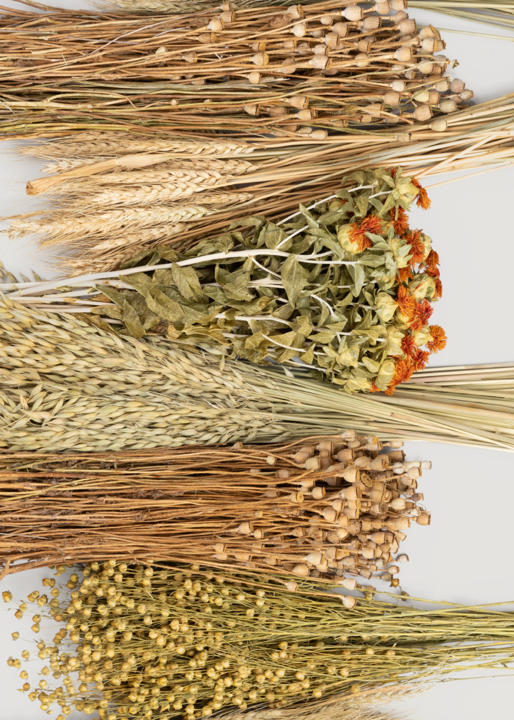 Case of 10 - Assorted Bundles of Dried Grains and Grasses