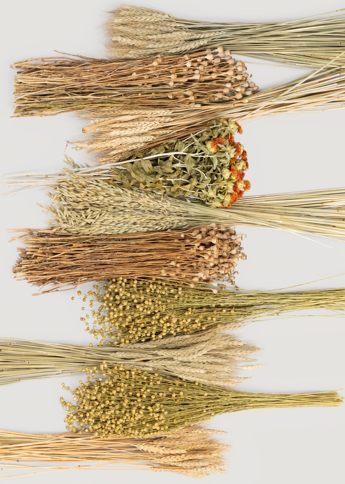 Case of 10 - Assorted Bundles of Dried Grains and Grasses