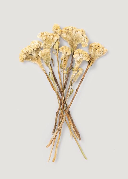 Natural Dried Celosia Flowers in Buff - 4 oz Bunch