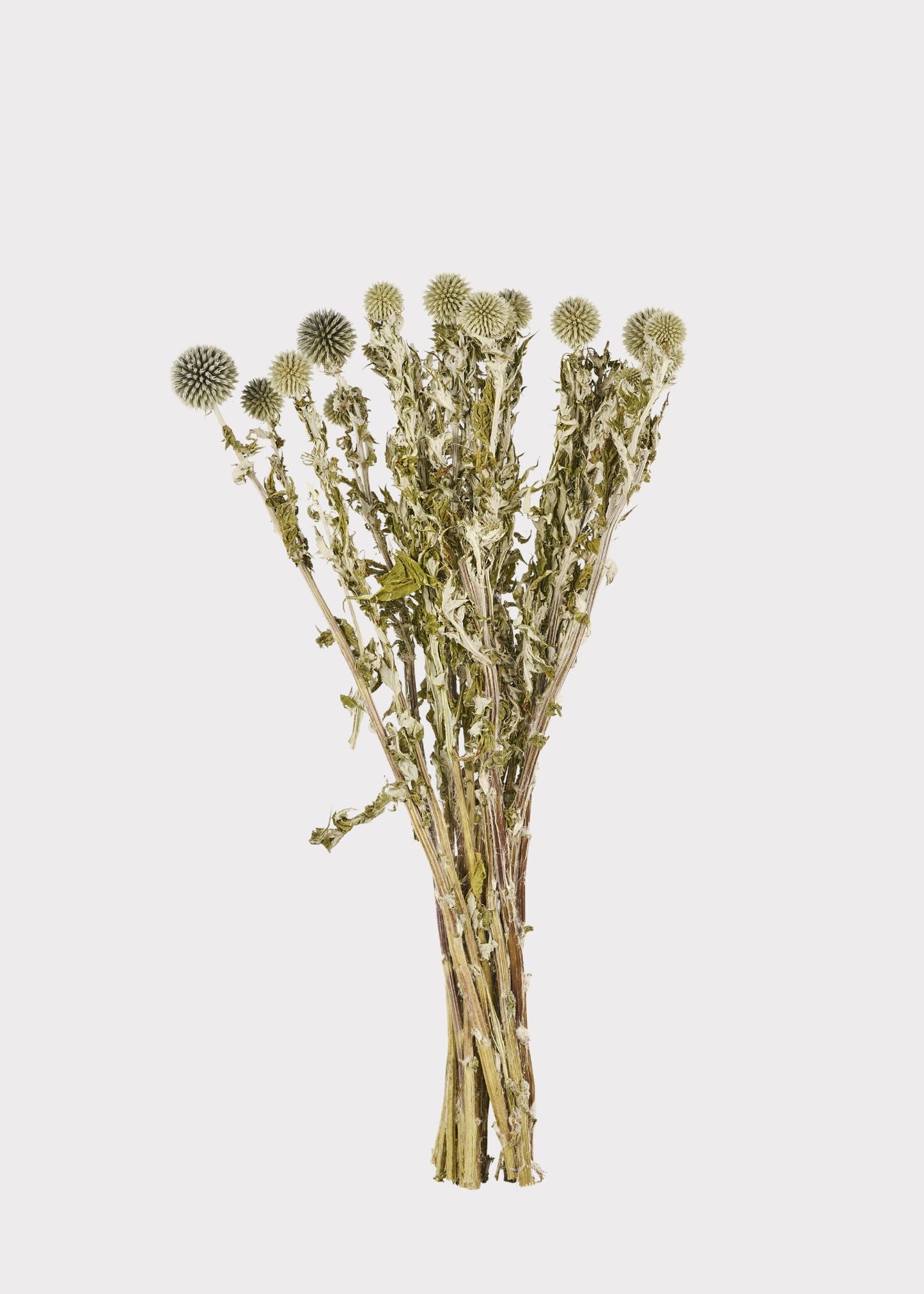 Dried Flowers Echinops Globe Thistles in Blue Green - 4 oz Bunch