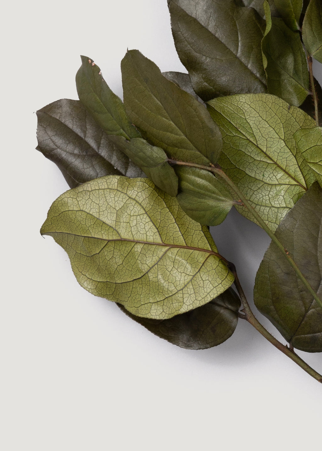 Green Preserved Salal Leaves - 20-25"