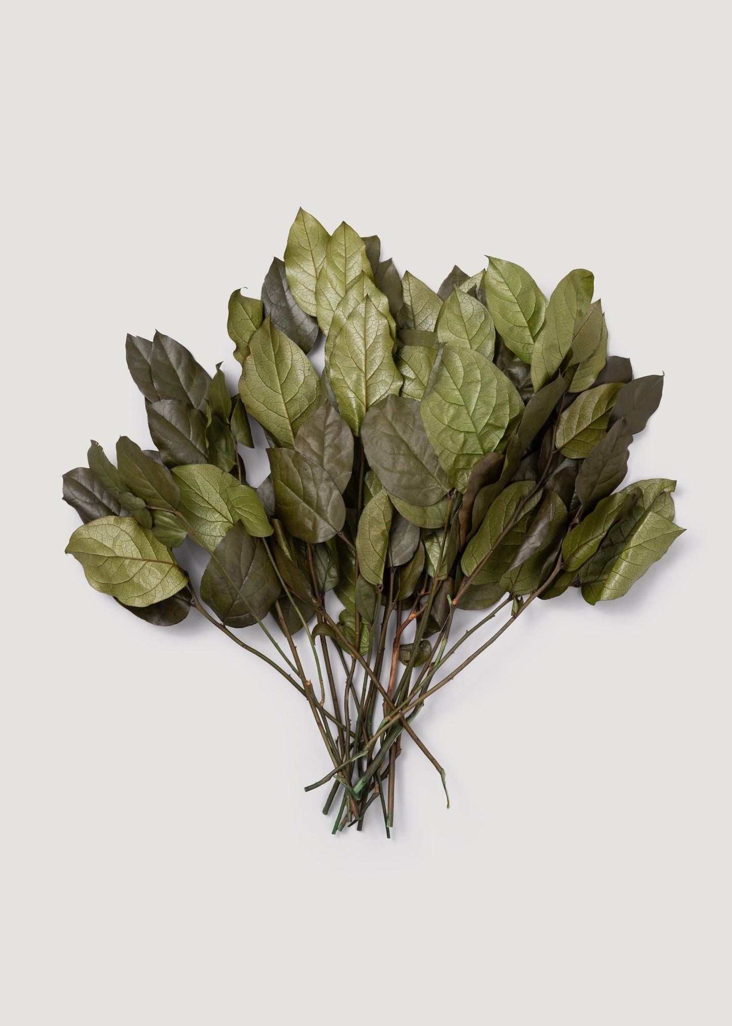Green Preserved Salal Leaves - 20-25"